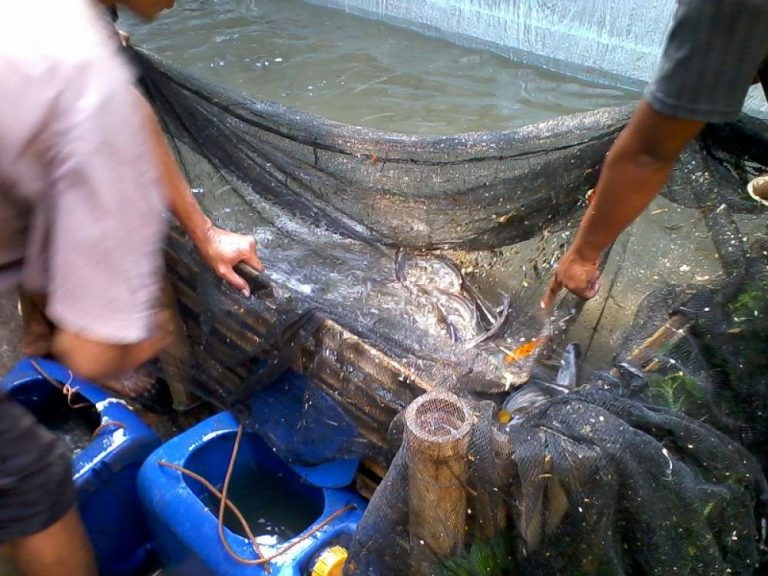 Budidaya Ikan Patin